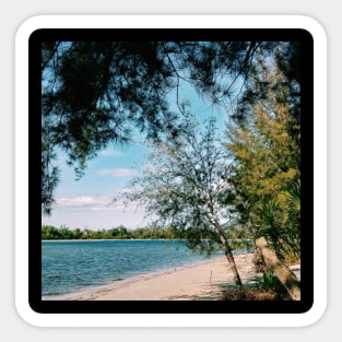 Pine Trees by The Ocean Sticker